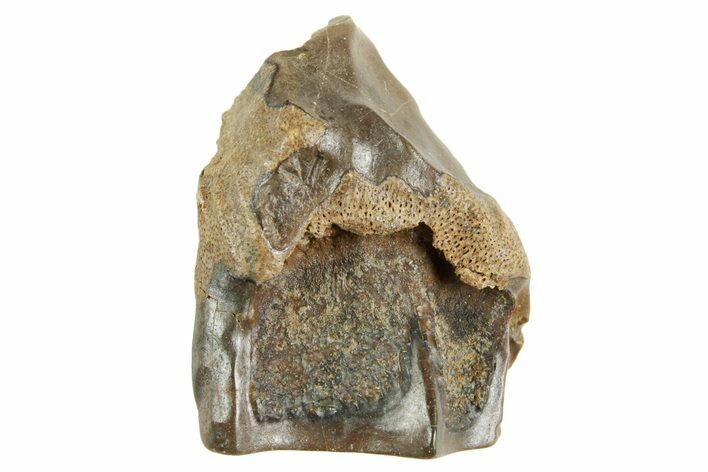Fossil Triceratops Shed Tooth - Wyoming #364373
